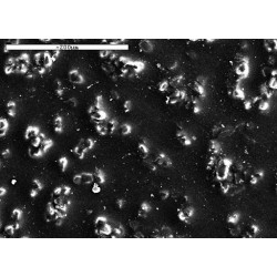 tan300.jpg tan300.jpg