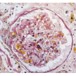 CoolLED - pE-100wht Lichtquelle CoolLED - pE-100wht Lichtquelle